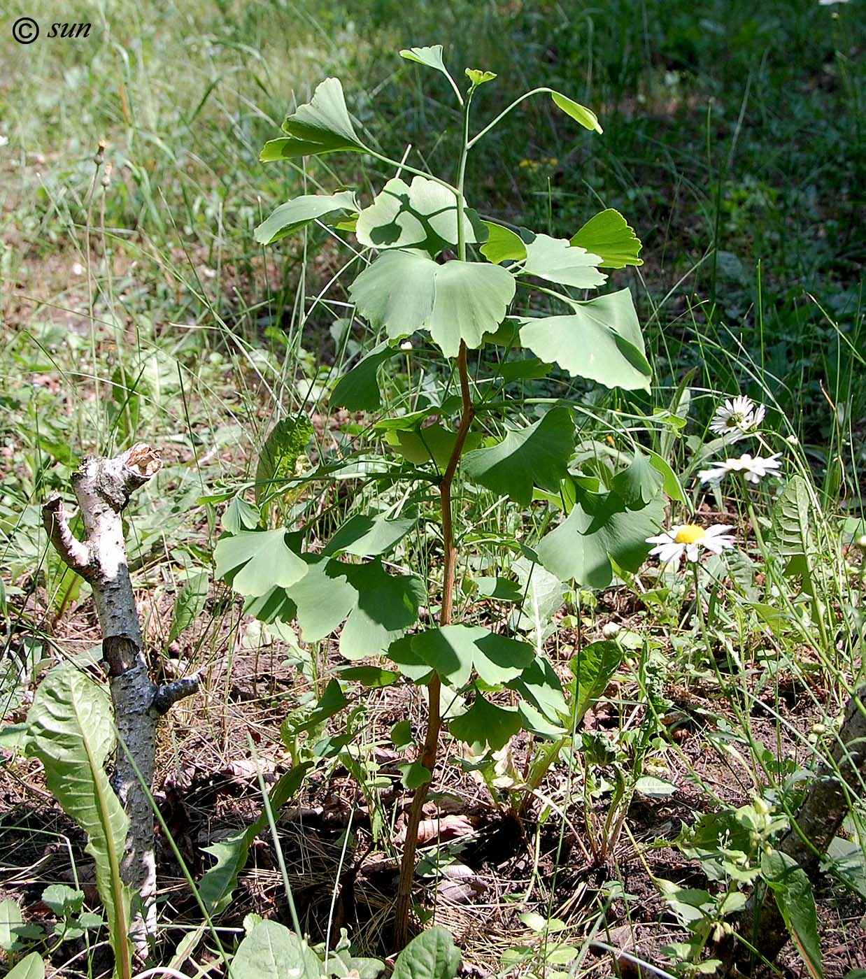 Image of Ginkgo biloba specimen.