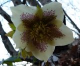 Helleborus caucasicus