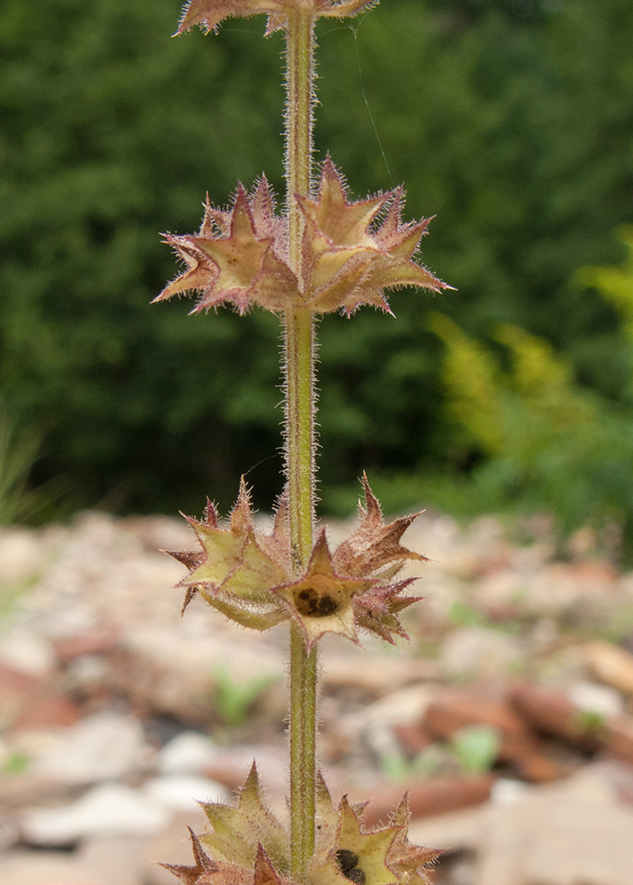 Изображение особи Stachys sylvatica.