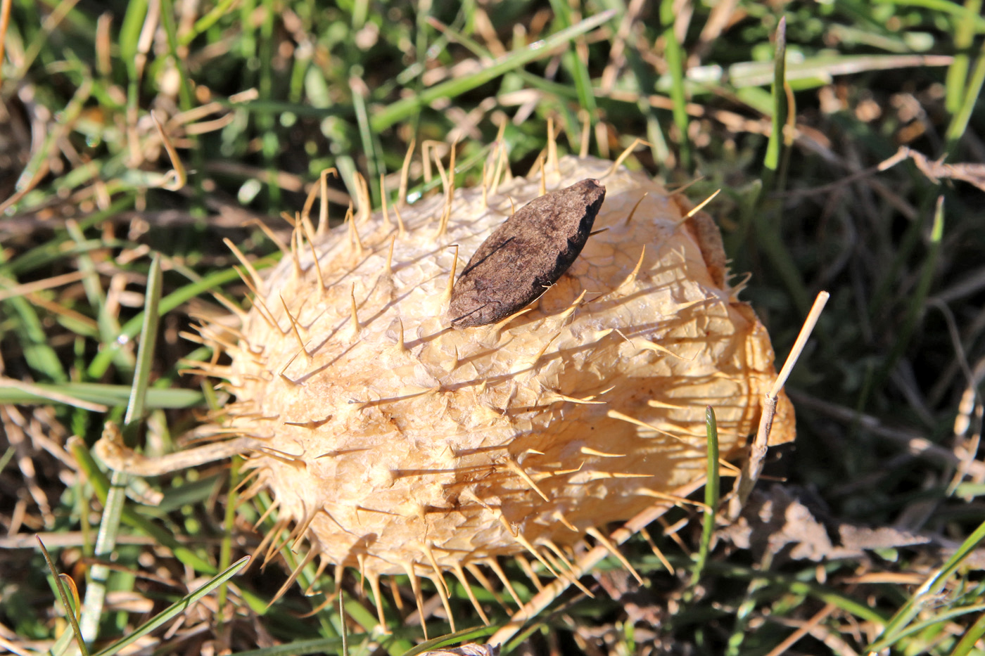 Image of Echinocystis lobata specimen.