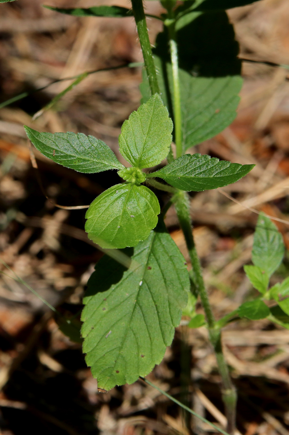 Изображение особи Galeopsis bifida.