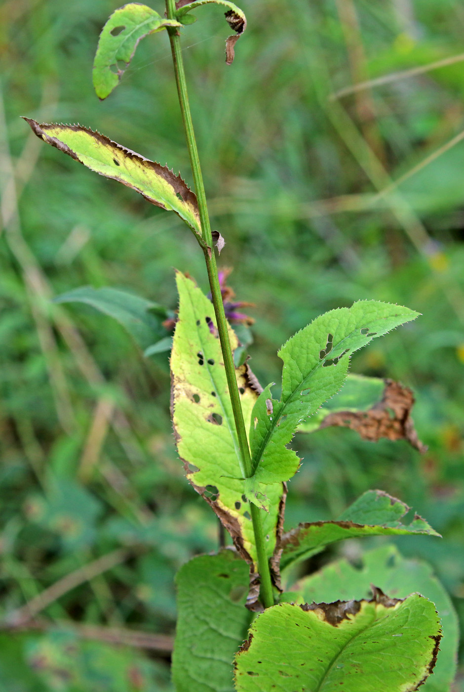 Изображение особи Serratula tinctoria.