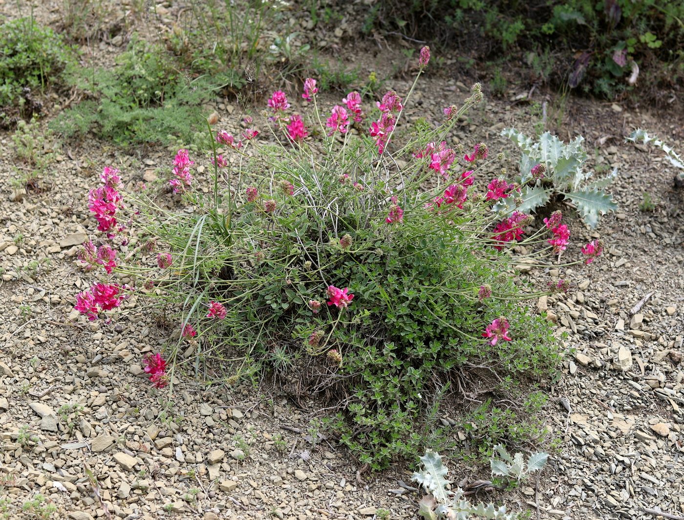 Изображение особи Hedysarum kopetdaghi.