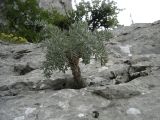 Seseli gummiferum