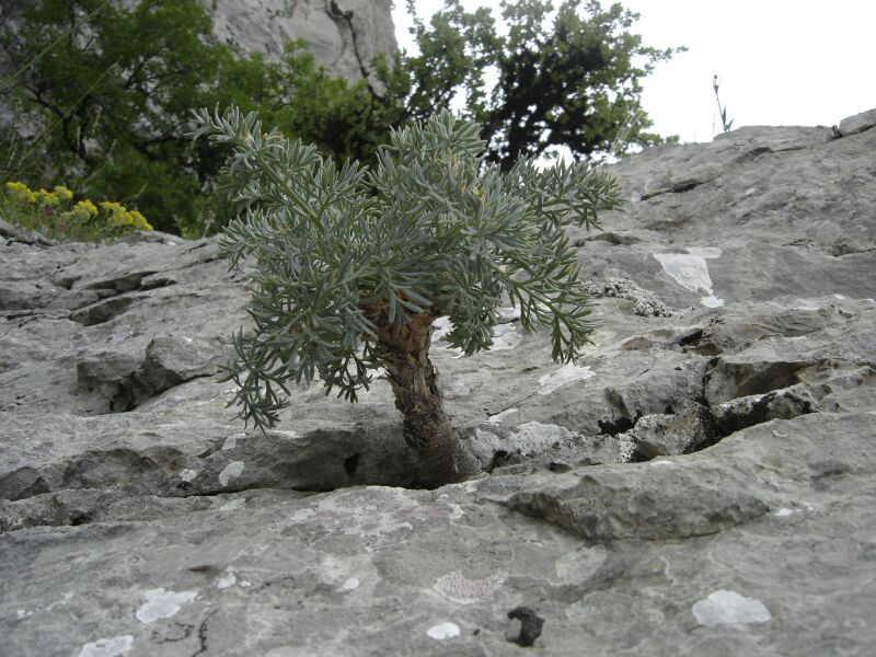 Image of Seseli gummiferum specimen.