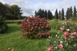 Hydrangea paniculata. Цветущее растение ('Vanille Fraise') в окружении Rosa hybrida hort. Москва, Воробьёвы горы, Ботанический сад МГУ, участок декоративных многолетников, в культуре. 01.10.2023.
