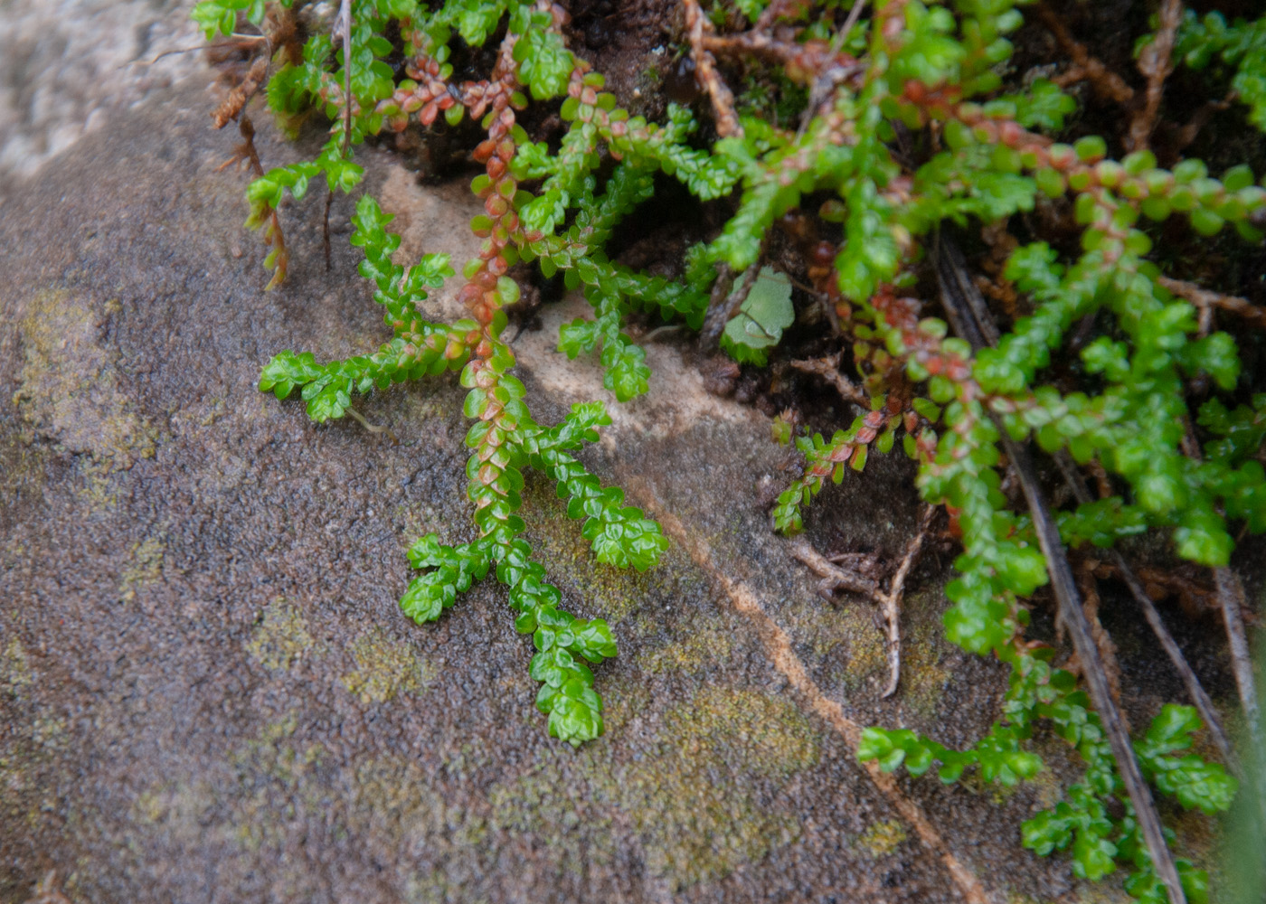 Image of Selaginella denticulata specimen.