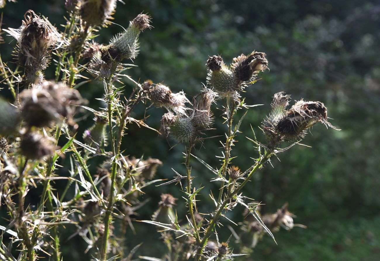Image of genus Cirsium specimen.