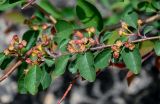 Cotoneaster multiflorus. Верхушка ветви с отцветшими соцветиями и завязавшимися плодами. Китай, пров. Шэньси, национальный парк \"Хуашань\", ≈ 2000 м н.у.м., на скале. 02.06.2025.