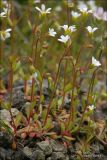 Saxifraga tridactylites