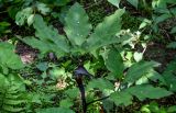 Arisaema bockii