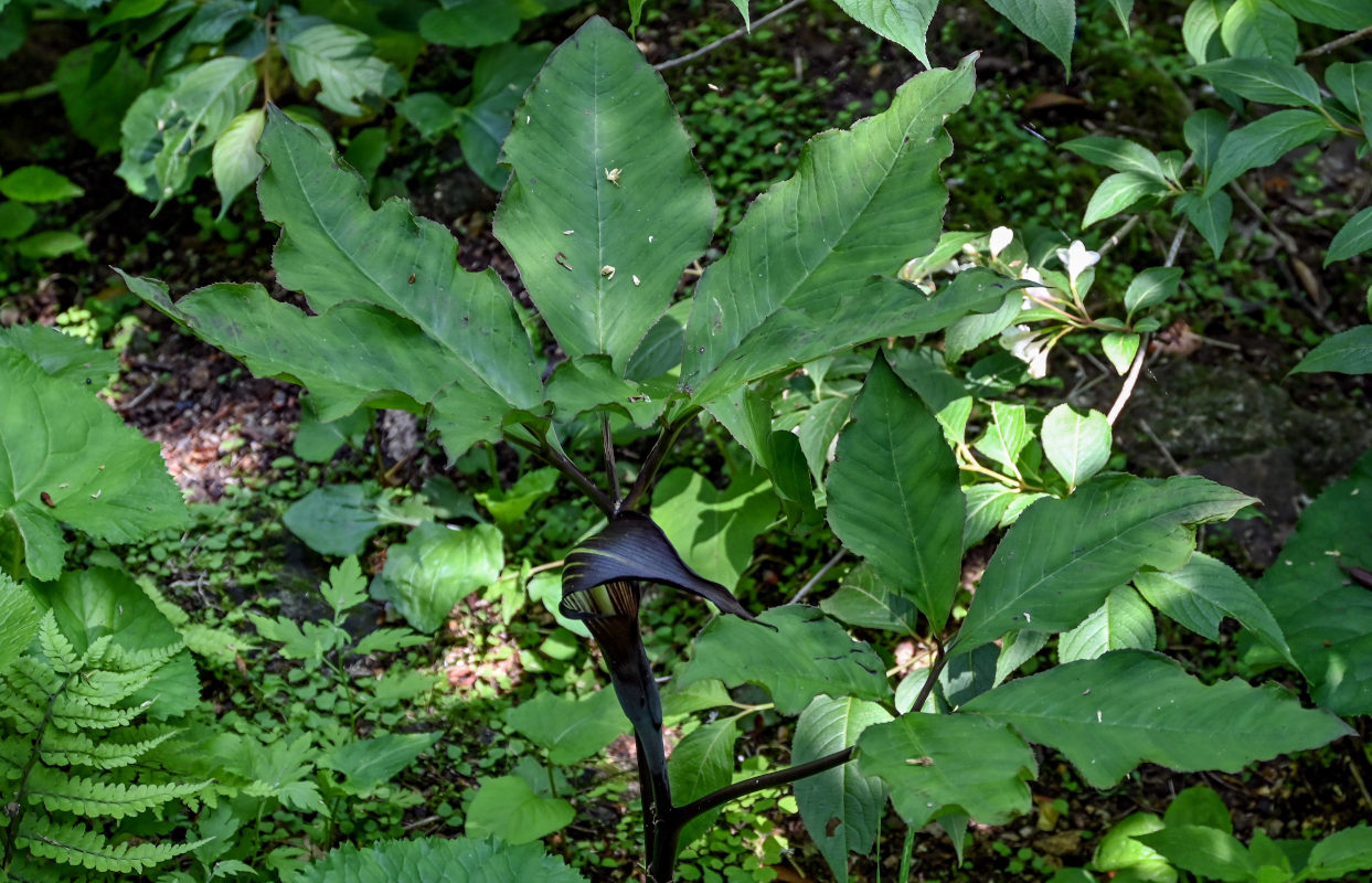 Изображение особи Arisaema bockii.