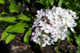 Hydrangea paniculata. Соцветие и листья. Свердловская обл., окр. г. Североуральск, дачный участок. 10.08.2024.