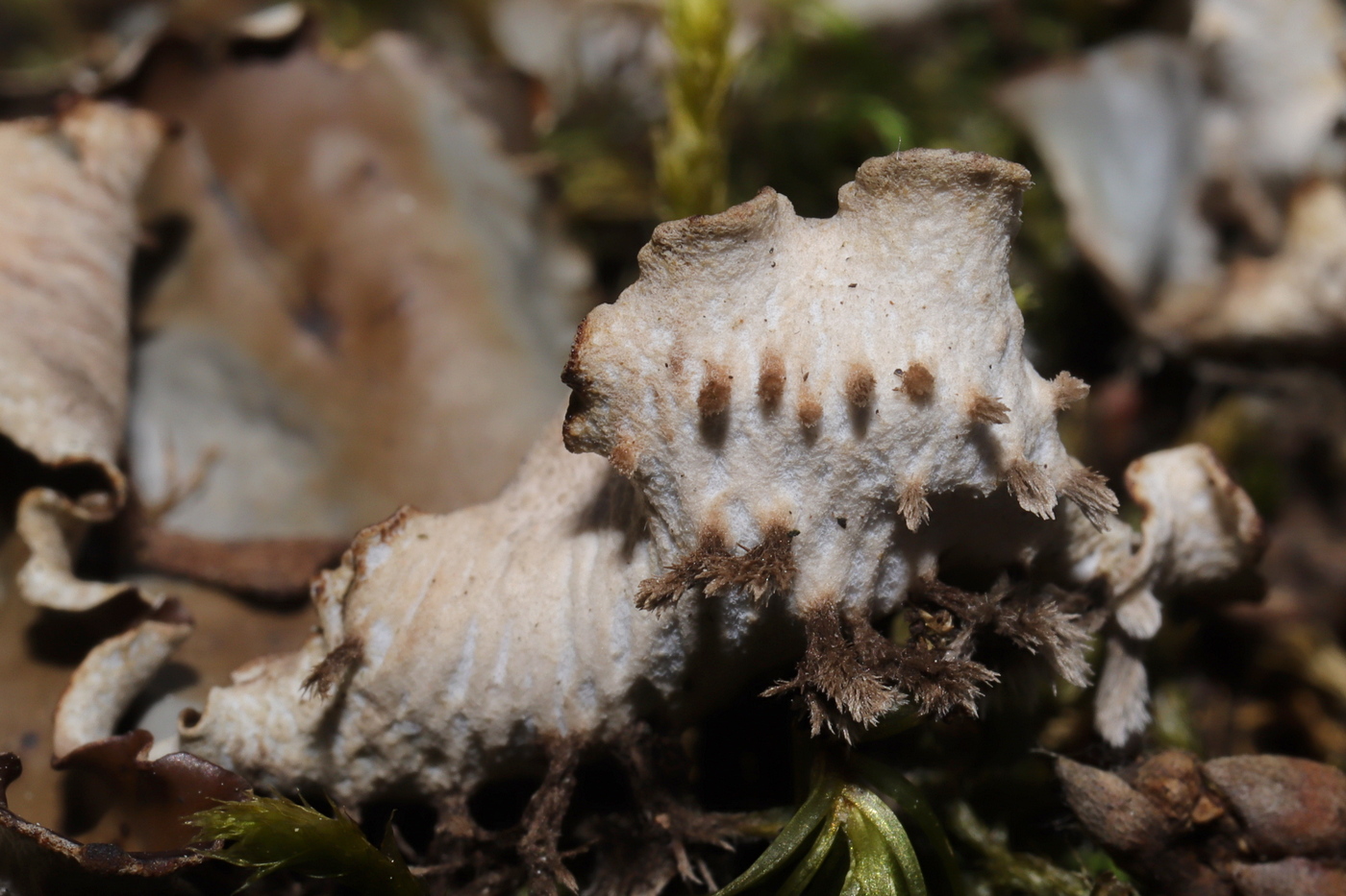 Image of Peltigera degenii specimen.