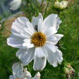 Cosmos bipinnatus. Соцветие. Североуральск, дачный участок. 11.09.2021.