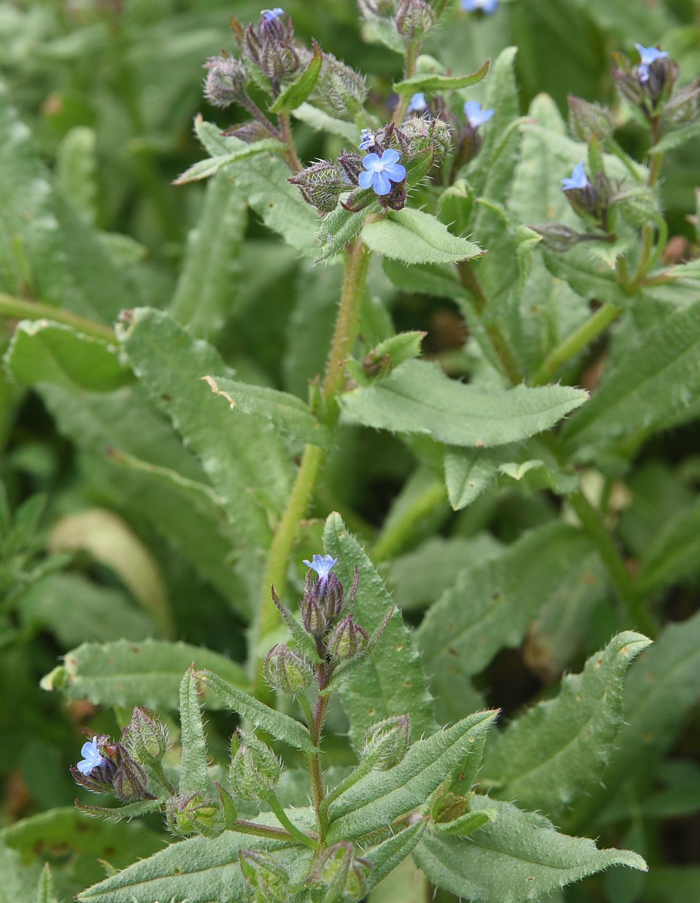 Изображение особи род Lycopsis.