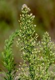 Conyza canadensis. Верхушка побега с отцветающими соцветиями и раскрывающимися соплодиями. Московская обл., окр. г. Железнодорожный, дол. р. Чёрная, залежь. 22.09.2025.
