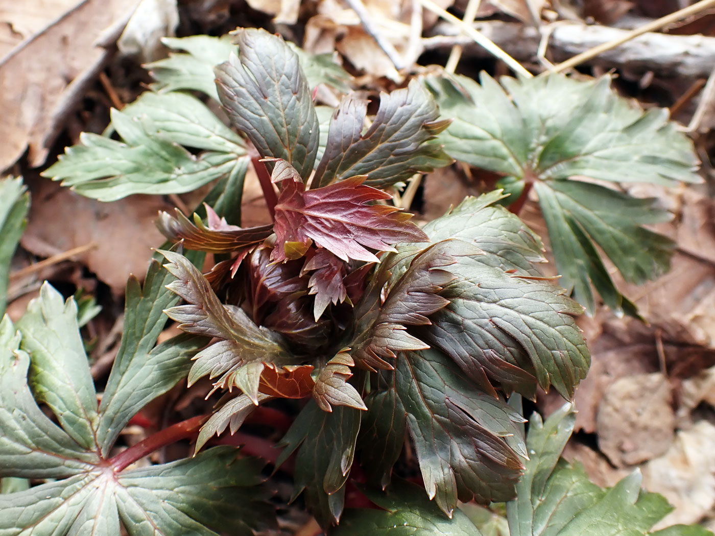 Image of familia Ranunculaceae specimen.