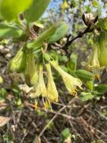 Lonicera pallasii