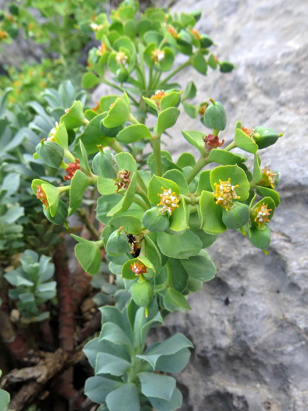 Image of Euphorbia spinidens specimen.