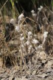 Bombycilaena erecta. Плодоносящие растения. Крым, Севастополь, ур. Ласпи, шибляк. 26.06.2026.