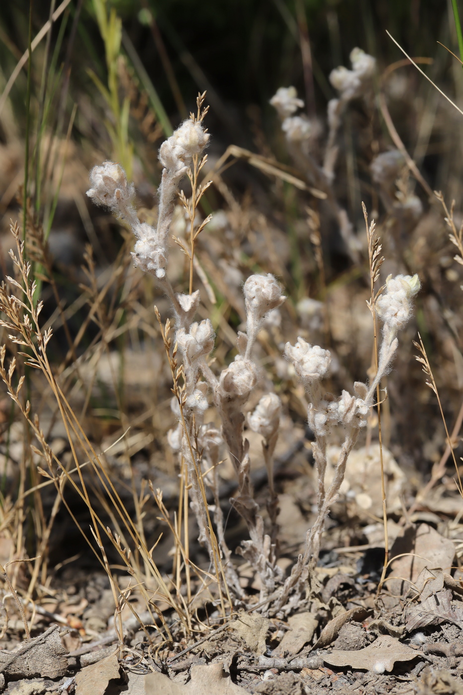 Image of Bombycilaena erecta specimen.