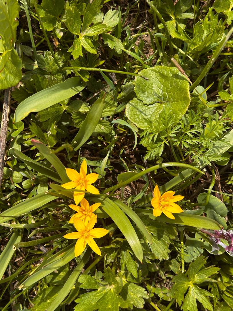 Image of Tulipa neustruevae specimen.