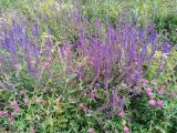 Salvia tesquicola