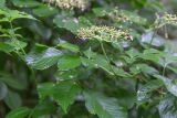 Sambucus nigra. Верхушка веточки с отцветающим соцветием. Беларусь, Брестская обл., Каменецкий р-н, окр. дер. Бобинка, смешанный сосново-лиственный лес. 02.07.2026.