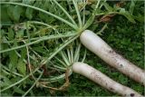 Raphanus raphanistroides. Корнеплоды и основания побегов извлечённых из почвы растений. Московская обл., Раменский р-н, окр. дер. Хрипань, садовый участок. 09.08.2026.