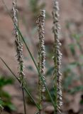 genus Melica. Верхушки побегов с соцветиями. Китай, пров. Ганьсу, хр. Циляньшань, дол. Матисы, ≈ 2600 м н.у.м., глинистый склон. 05.06.2025.