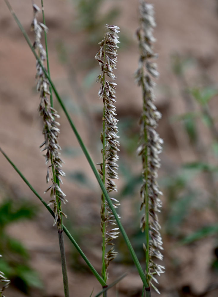 Image of Melica tangutorum specimen.