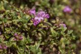 genus Thymus