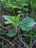 Stachys sylvatica