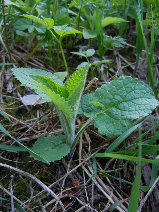 Изображение особи Stachys sylvatica.