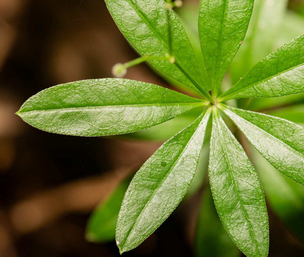 Изображение особи Galium odoratum.