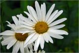 Leucanthemum maximum. Соцветие. Московская обл., Раменский р-н, окр. дер. Хрипань, садовый участок. 14.07.2026.
