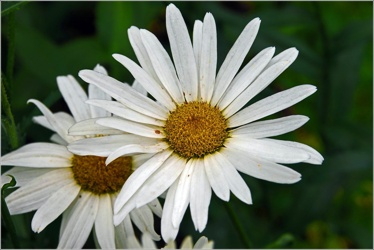 Image of Leucanthemum maximum specimen.