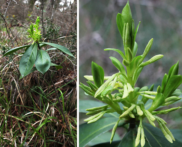 Image of Daphne pontica specimen.