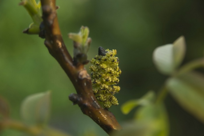 Изображение особи Juglans regia.