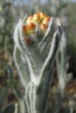 Helichrysum graveolens. Верхушка побега с нераспустившимися соцветиями. ЮВ Крым, окр. пос. Коктебель, хр. Кучук-Янышар. 8 июня 2011 г.