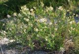 Astragalus albicaulis. Цветущее растение. Воронежская обл., Лискинский р-н, гора Шатрище, меловой склон. 12.06.2011.