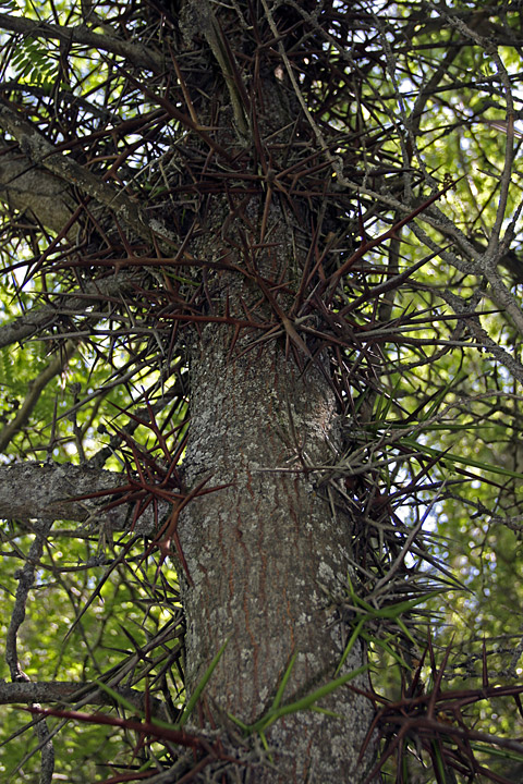 Изображение особи Gleditsia triacanthos.