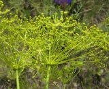 Peucedanum morisonii. Соцветия. Новосибирская обл., Карасукский р-н, с. Благодатное, луг. 02.07.2011.