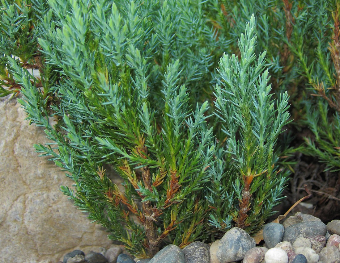 Изображение особи Juniperus horizontalis.