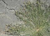 Crypsis schoenoides