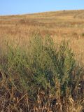 Salsola laricina. Цветущее растение. ЮВ Крым, окр. пос. Орджоникидзе, гора Джан-Куторан. 27 июля 2011 г.