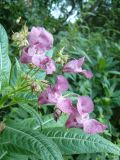 Impatiens glandulifera. Соцветие. Черновицкая обл., окрестности г. Хотин. 28.07.2011.