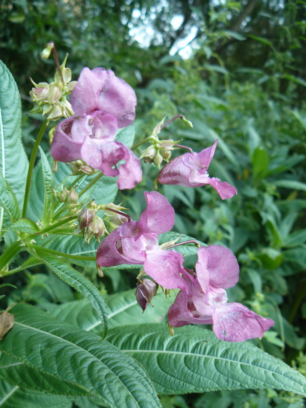 Image of Impatiens glandulifera specimen.