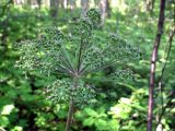 Angelica sylvestris